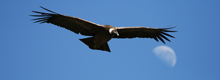 https://mail.myperuguide.com/Condor Cross, Colca Canyon in Arequipa - My Peru Guide https://mail.myperuguide.com/Condor Cross, Colca Canyon in Arequipa - My Peru Guide